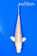 6" GINRIN YAMABUKI OGON