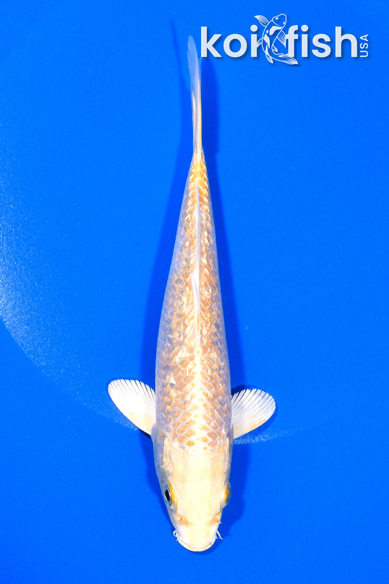 6" GINRIN YAMABUKI OGON