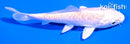 4" DOITSU PLATINUM OGON