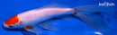 7.25" TANCHO SARASA COMET GOLDFISH