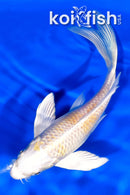 6" HARIWAKE BUTTERFLY