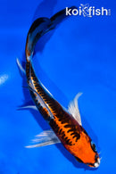 5" BENI KIKOKURYU BUTTERFLY