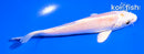 5" HARIWAKE