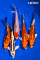 PACK OF (5) 5-6" IMPERFECT STANDARD KOI