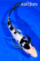 9.25" SHIRO BEKKO BUTTERFLY