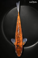 10.75" DOITSU CHAGOI