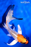 5.5" KUJAKU BUTTERFLY