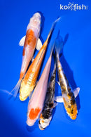 PACK OF (5) 4-5" STANDARD KOI