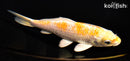 5.75" HARIWAKE