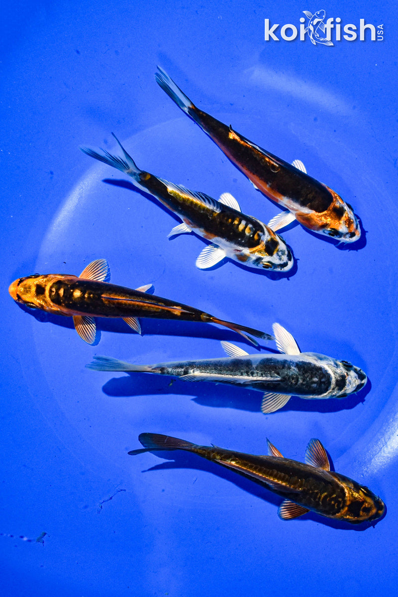 PACK OF (5) 3-4" STANDARD GHOST KOI