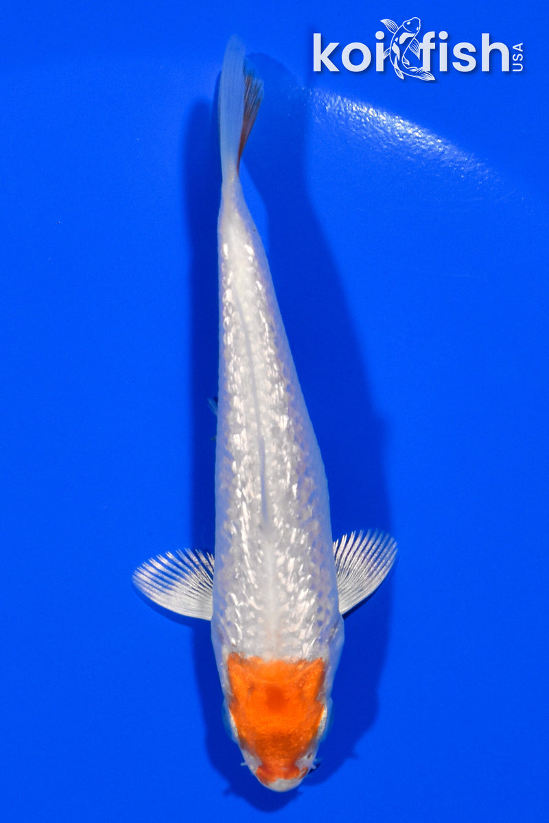 3.5" GINRIN TANCHO HARIWAKE