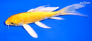 6.5" YAMABUKI OGON BUTTERFLY