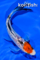 4.5" GINRIN SANKE BUTTERFLY