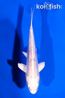 4" DOITSU PLATINUM OGON