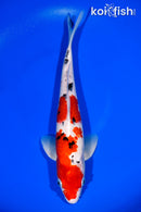 12.75" SANKE