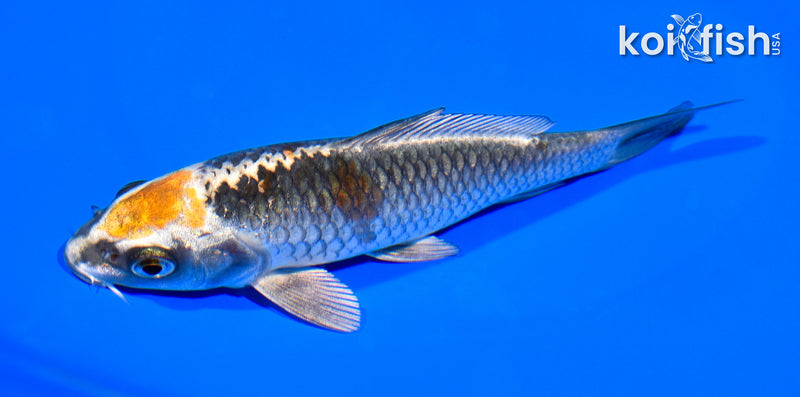 5.5" BENI GINGA