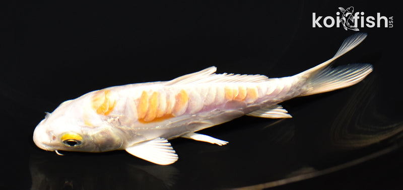 5" ARAGOKE HARIWAKE