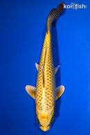 9.25" KIN KI MATSUBA