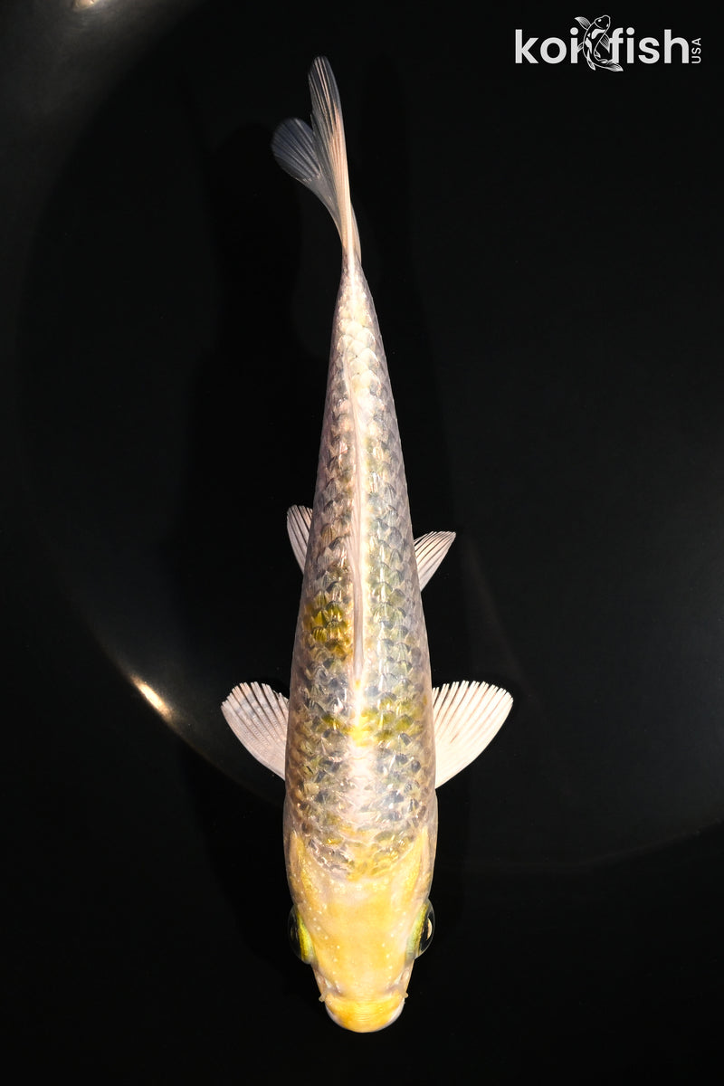 5.25" GINRIN KUJAKU
