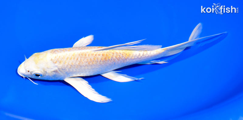 7.25" LEMON HARIWAKE BUTTERFLY