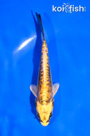 4.5" ARAGOKE KIN KIKOKURYU