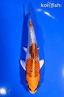 5.5" KUJAKU