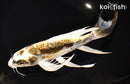9.25" KIN KIKOKURYU BUTTERFLY