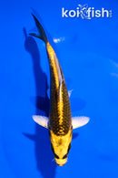 5.5" KI MATSUBA