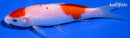 5.75" MARUTEN KOHAKU