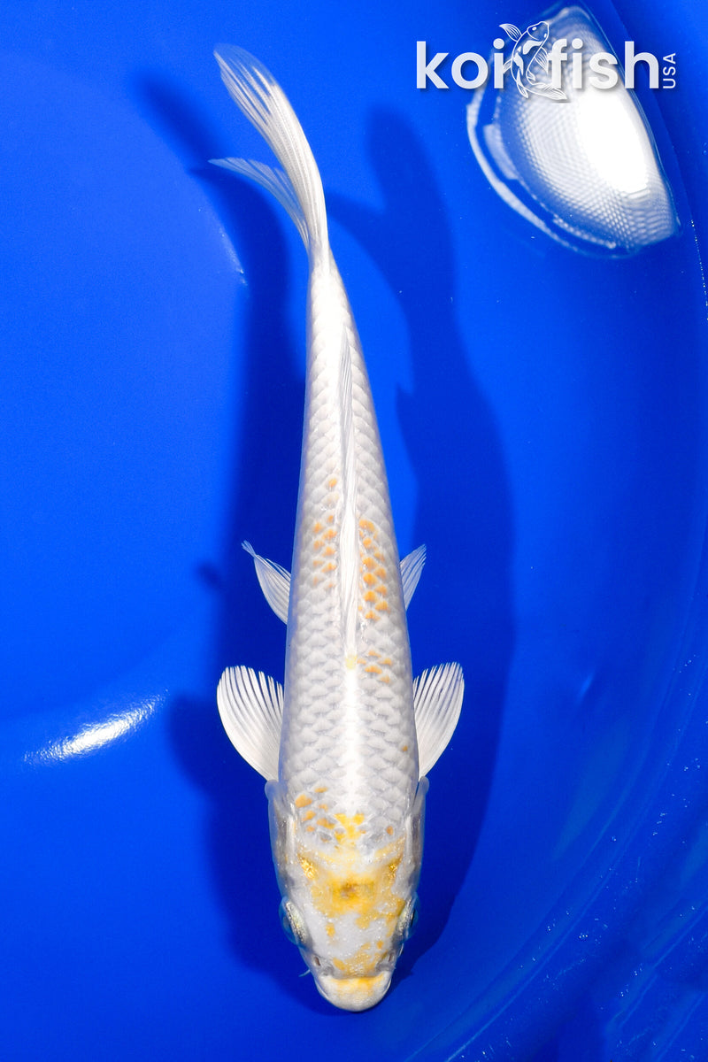 7.75" HARIWAKE