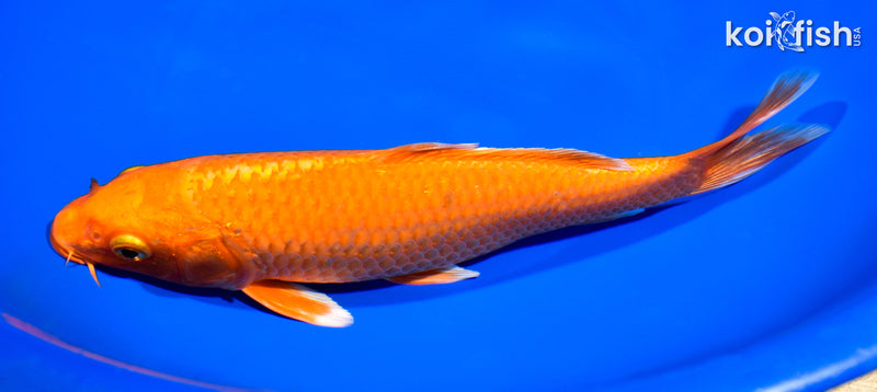 8.5" ORENJI OGON