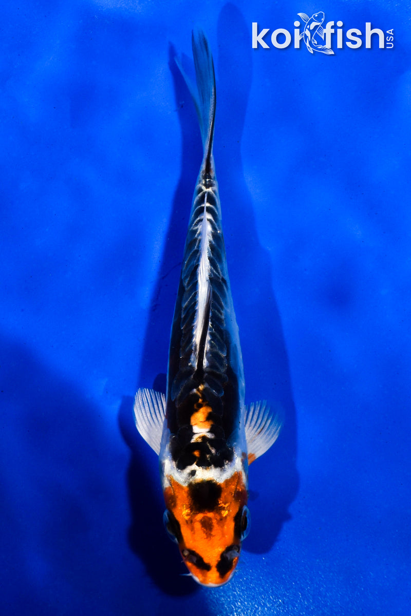 5" ARAGOKE BENI KIKOKURYU