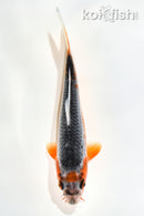 6" ASAGI