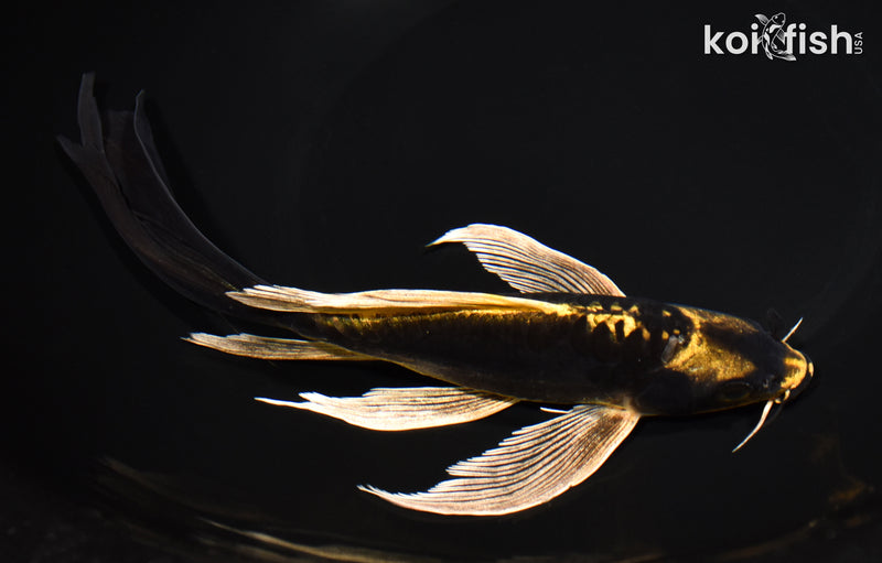 8.75" KIN KIKOKURYU BUTTERFLY