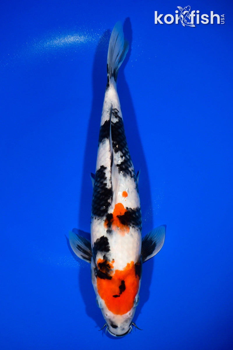 12.25" SHOWA