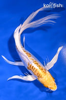 7.75" DOITSU LEMON HARIWAKE BUTTERFLY