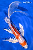 10" KIKUSUI BUTTERFLY