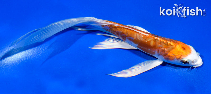 5.5" ARAGOKE HEISEI NISHIKI BUTTERFLY