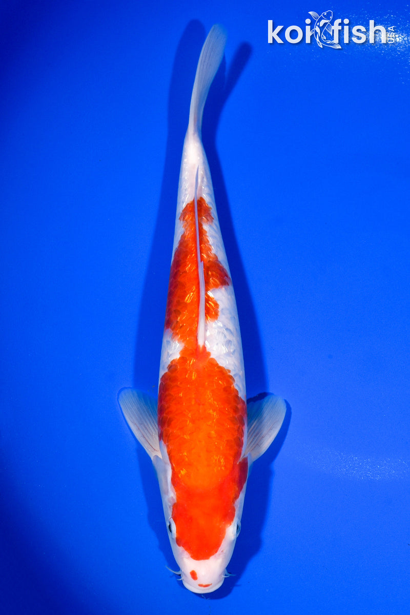 11.5" GINRIN KOHAKU
