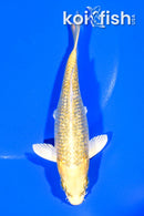 5.5" GINRIN YAMABUKI OGON