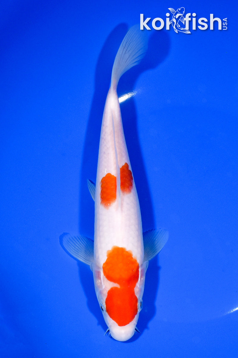 8.5" MARUTEN KOHAKU