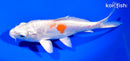 7" KIKUSUI