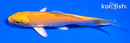 5" YAMABUKI OGON