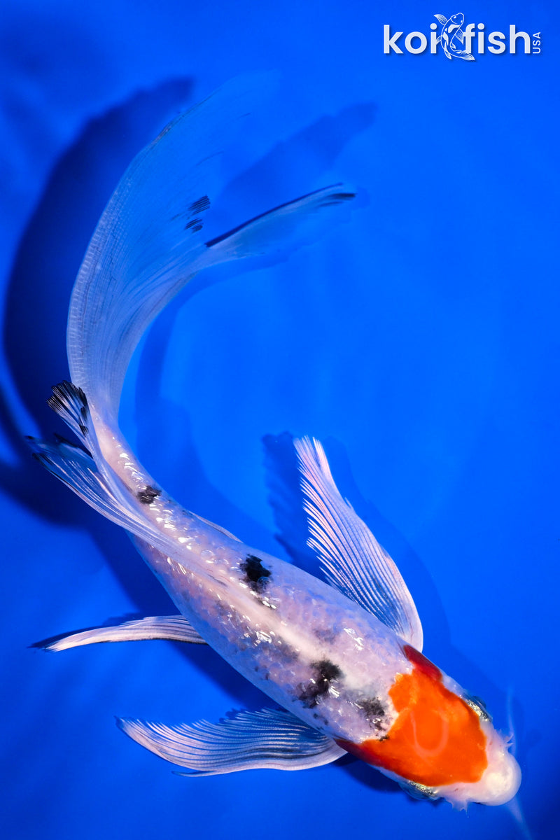 6.75" GINRIN YAMATO NISHIKI BUTTERFLY