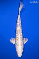 6.75" DOITSU LEMON HARIWAKE