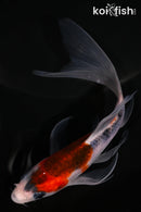 5.25" GOSHIKI BUTTERFLY