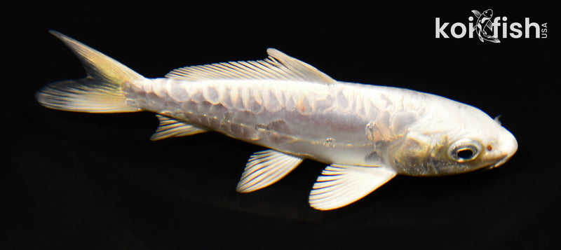 5" DOITSU PLATINUM OGON