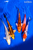 PACK OF (5) 4-5" STANDARD KOI