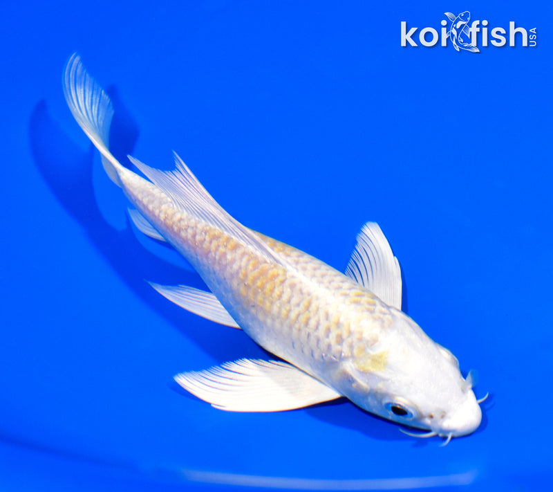 6" HARIWAKE BUTTERFLY
