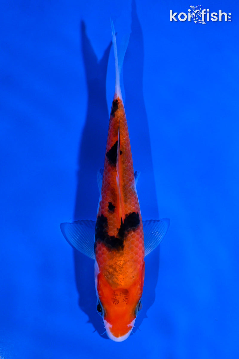 5" AKA SANKE